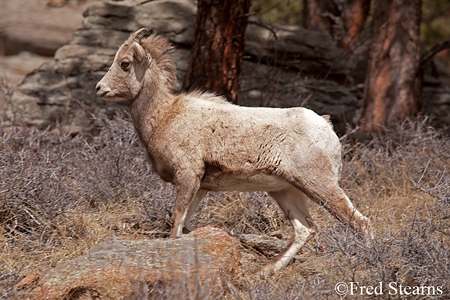 Mount Evans Big Horn Sheep Ewe